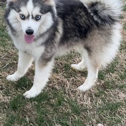Thunder - Pomsky