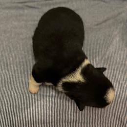 Ellie - Black and tan female American Corgi puppy in Nortonville, Kansas from Low Riders Corgis & Mini Aussies