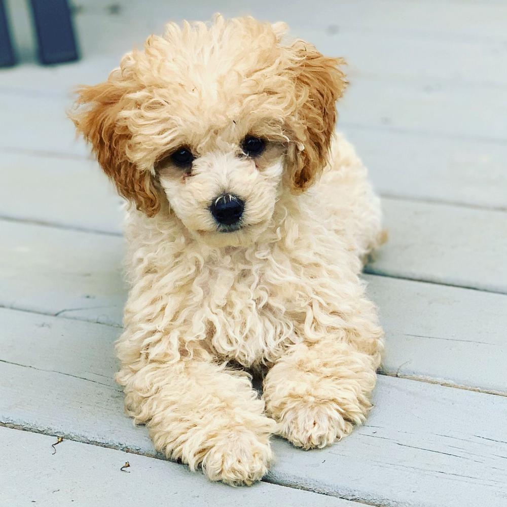 Toy Poodle And Maltese Perfection In