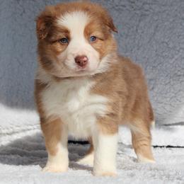 Border Collie Puppies from C Bar C Ranch Border Collies