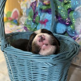 Bernese Mountain Dog Puppies from Country Feels Ranch