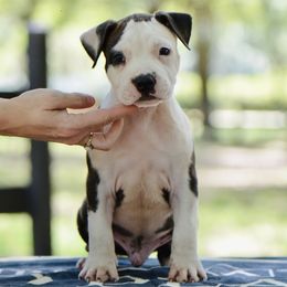 Dusty - Brown brindle male American Staffordshire Terrier puppy in St. Augustine, Florida from LBK & Ancient City