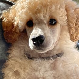 Poodle Puppies from Zoelle Poodles