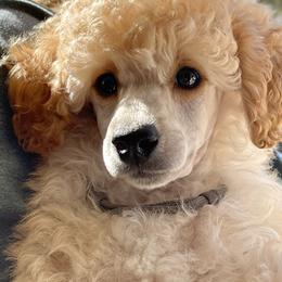 Poodle Puppies from Zoelle Poodles