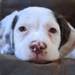 Braque du Bourbonnais from Voyageurs Point Kennel