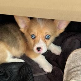 American Corgi Puppies from 5H Corgis