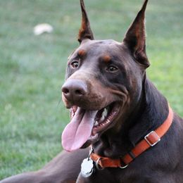 Doberman Pinschers from Vom Herzen Dobermans