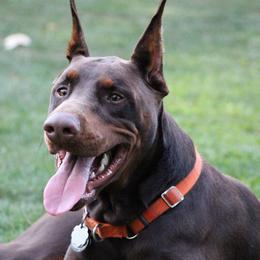 Doberman Pinschers from Vom Herzen Dobermans