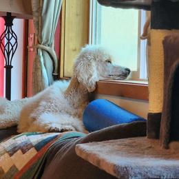 Luna - Poodle