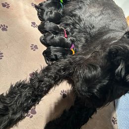 Orange - Black Giant Schnauzer puppy in Forest Grove, Oregon from Wessels Giant Schnauzers