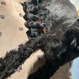 Orange - Black Giant Schnauzer puppy in Forest Grove, Oregon from Wessels Giant Schnauzers