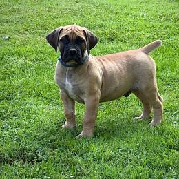 Blue Collar - Fawn male Boerboel puppy in Manitowoc, Wisconsin from Mae Boerboel