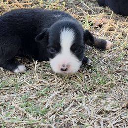 Rosalina - Black tri female Miniature American Shepherd puppy in Leonard, Texas from Tin Roof Aussies