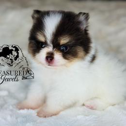Pomeranian Puppies from Treasured Jewels Pomeranians