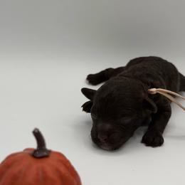 Godiva - Brown female Poodle puppy in Southampton, New Jersey from Lavishly Loved Pets LLC