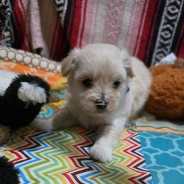 Prince - Cream male Maltipoo puppy in Arkansas from Harper's Pups