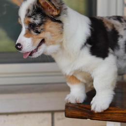 American Corgi, Collie, and Pembroke Welsh Corgi All Grown Up from Voneida Collies & Corgis