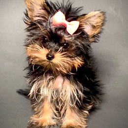 Pomeranian and Yorkshire Terrier Puppies from BC Breeders Association