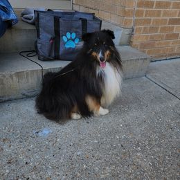 Sam - Shetland Sheepdog