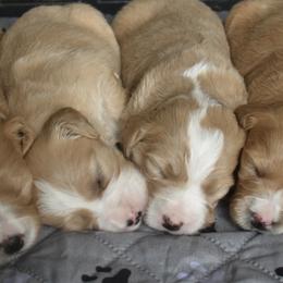 Aussiedoodle and Goldendoodle Puppies from Classic City Doodles