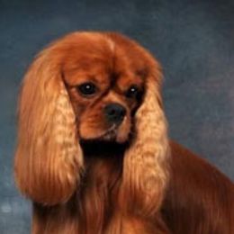 Cavalier King Charles Spaniels from Bellavita