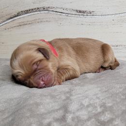 TBD - Dark golden male Golden Retriever puppy in Scurry, Texas from 07 Seven Oaks Goldens and Doodles