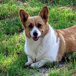 American Corgis from Corgi Corral