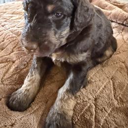 Sandy - Phantom female Poodle puppy in Washington, Pennsylvania from Patriotic Poodles