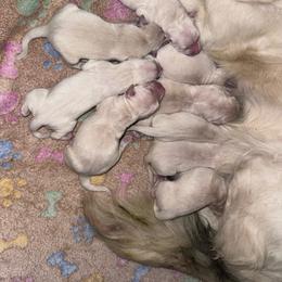 Male 4 - Light golden male Golden Retriever puppy in Merrill, Michigan from Happy Tails Family Farm
