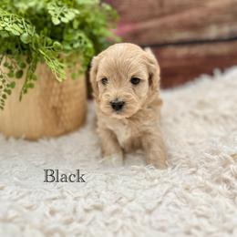 Maltipoo Puppies from Grassy Meadow Pups