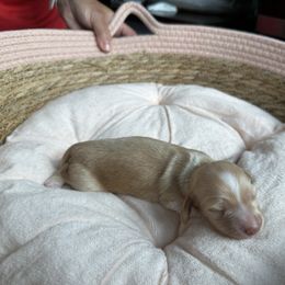 Bella - Dapple female Dachshund puppy in Tampa, Florida from Crosbys Doxies