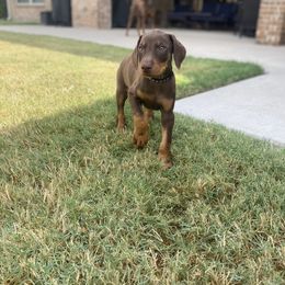 Doberman Pinscher Puppies from Ranchers Companion Doberman Kennel