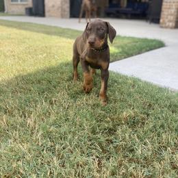 Doberman Pinscher Puppies from Ranchers Companion Doberman Kennel