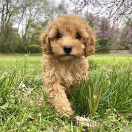 Poodle Puppies from Paige & Adele Poodles