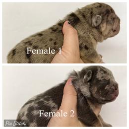 Girl 1 - Tricolors female French Bulldog puppy in Zionsville, Indiana from Midwest Bulldogs