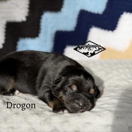 Drogon - Black tri male Miniature Australian Shepherd puppy in Cody, Wyoming from Quartz Creek Aussies