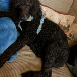 Zola - Poodle