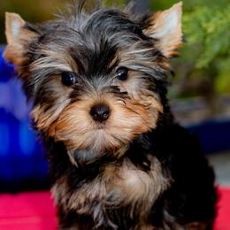 Adorable Girl - Black and gold female Yorkshire Terrier puppy in Stanton, California from Essence of Grace Yorkies
