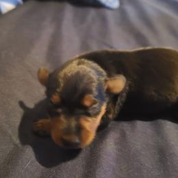 Pink - Black and rust female Miniature Pinscher puppy in Phelan, California from Desert Rose Kennel