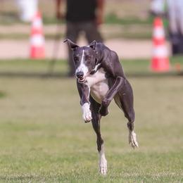 Dodger - Greyhound