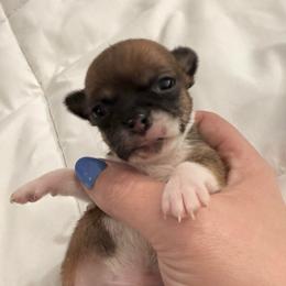 Drake - Chocolate and tan male Chihuahua puppy in Sherwood, Arkansas from Bartelt Breeders