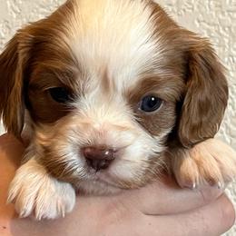 Gracie - Blenheim female Cavalier King Charles Spaniel puppy in Caldwell, Idaho from Treasure Valley Poodles