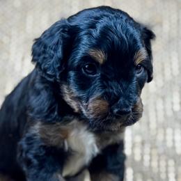 BTM11 - Black tri-color male Aussiedoodle puppy in Prague, Oklahoma from Classic K9’s  Aussies & Doodles
