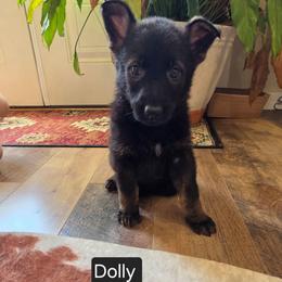 Dolly - Sable female German Shepherd puppy in Cave City, Arkansas from Bayou Valley Shepherds and American Hunt Terriers
