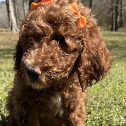 Orange - Red  female Poodle puppy in Summit, Mississippi from poodles and doodles llc