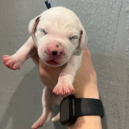 Crunch - White and black male Dalmatian puppy in Austin, Texas from Dazzling Dalz