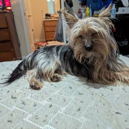Sir lick a lot - Yorkshire Terrier