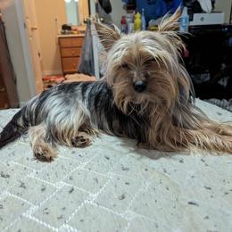 Sir lick a lot - Yorkshire Terrier