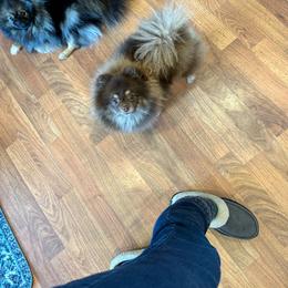 Malibu - Pomeranian