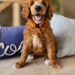 Crush - Red  female Poodle puppy in Mesa, Arizona from Desert Doodles
